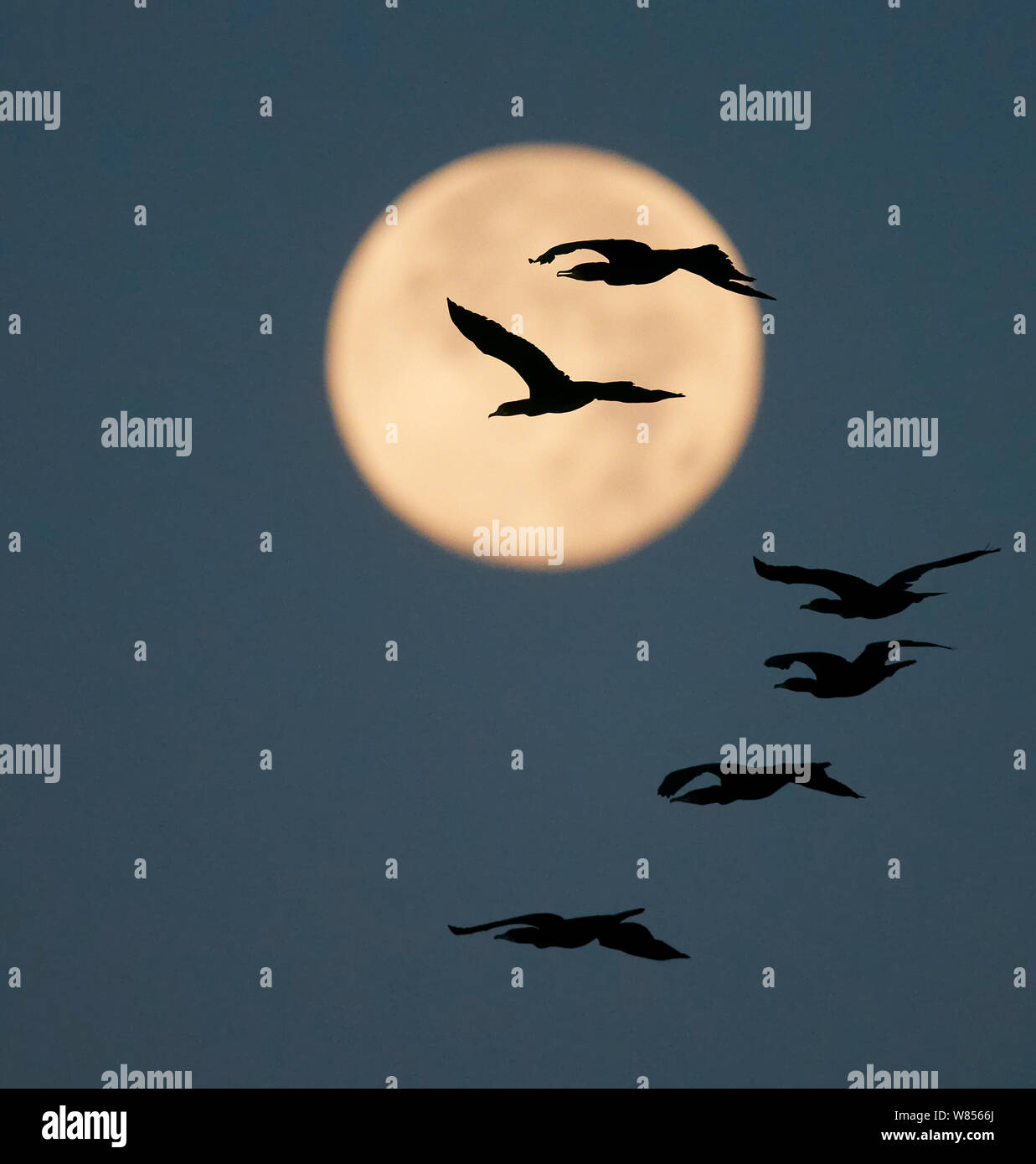 Gemeinsame Kormorane (Phalacrocorax carbo) im Flug, gegen moon Silhouette, Falsterbo Schweden September Stockfoto