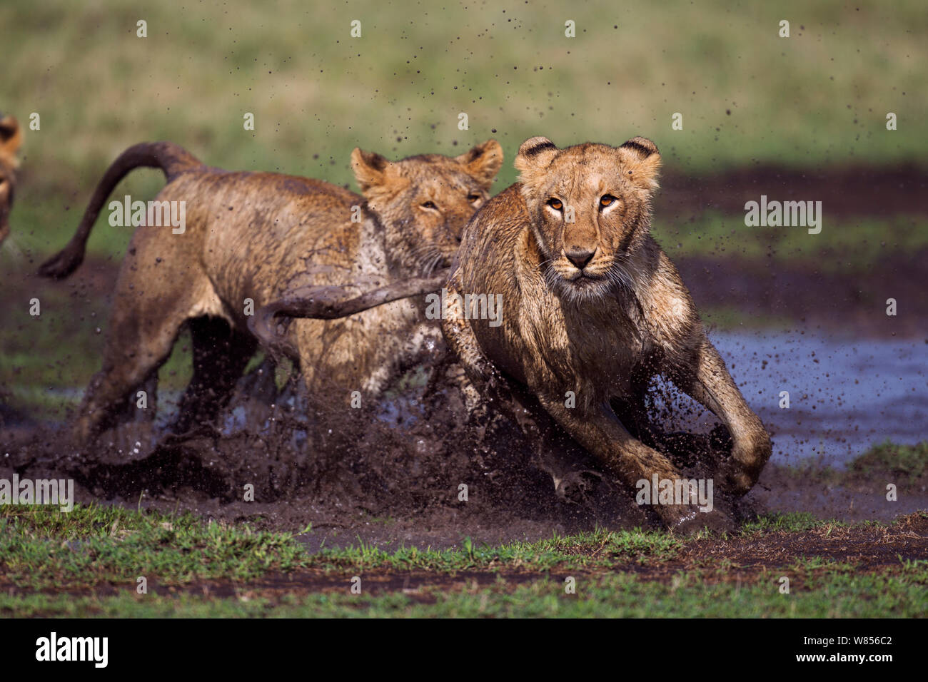 Afrikanischer Löwe (Panthera leo) Jungen im Alter zwischen 18 und 24 Monaten spielen an einem Wasserloch, Masai Mara National Reserve, Kenia. März Stockfoto