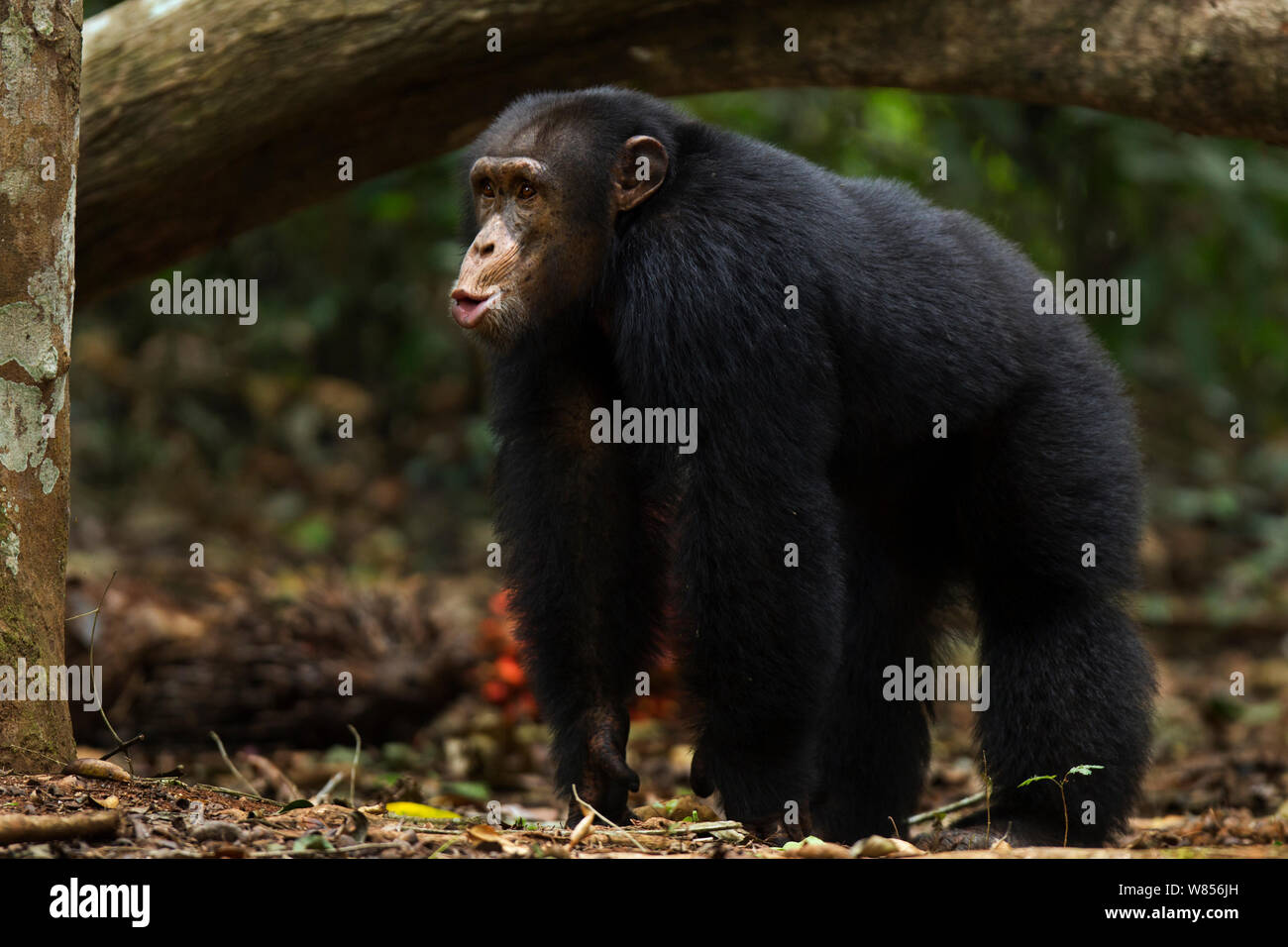 Western Schimpanse (Pan troglodytes Verus) jungen männlichen 'Jeje "ab 13 Jahren" Pant shoot Vokalisierungen, Bossou Wald, Mont Nimba, Guinea. Dezember 2010. Stockfoto