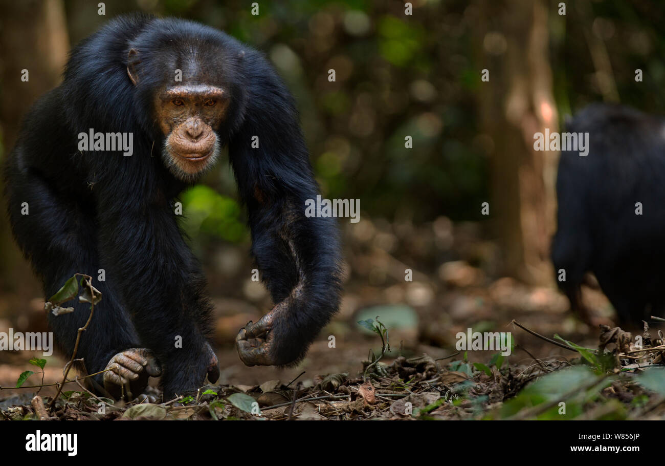 Western Schimpanse (Pan troglodytes Verus) jungen männlichen 'Jeje' ab 13 Jahren wandern, Bossou Wald, Mont Nimba, Guinea. Dezember 2010. Stockfoto