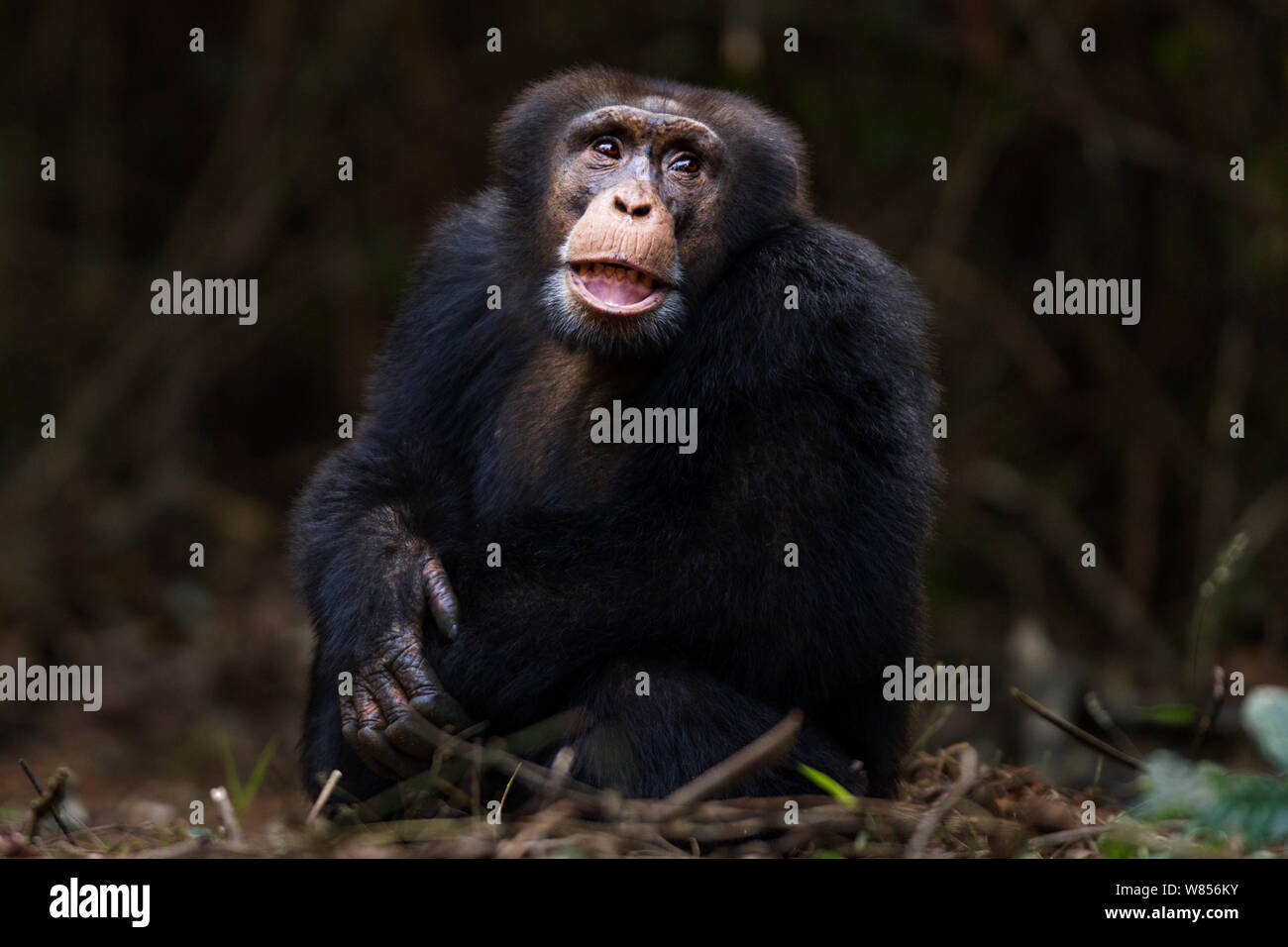 Western Schimpanse (Pan troglodytes Verus) jungen männlichen 'Jeje" bis zum Alter von 13 Jahren saß Portrait, Bossou Wald, Mont Nimba, Guinea. Januar 2011. Stockfoto