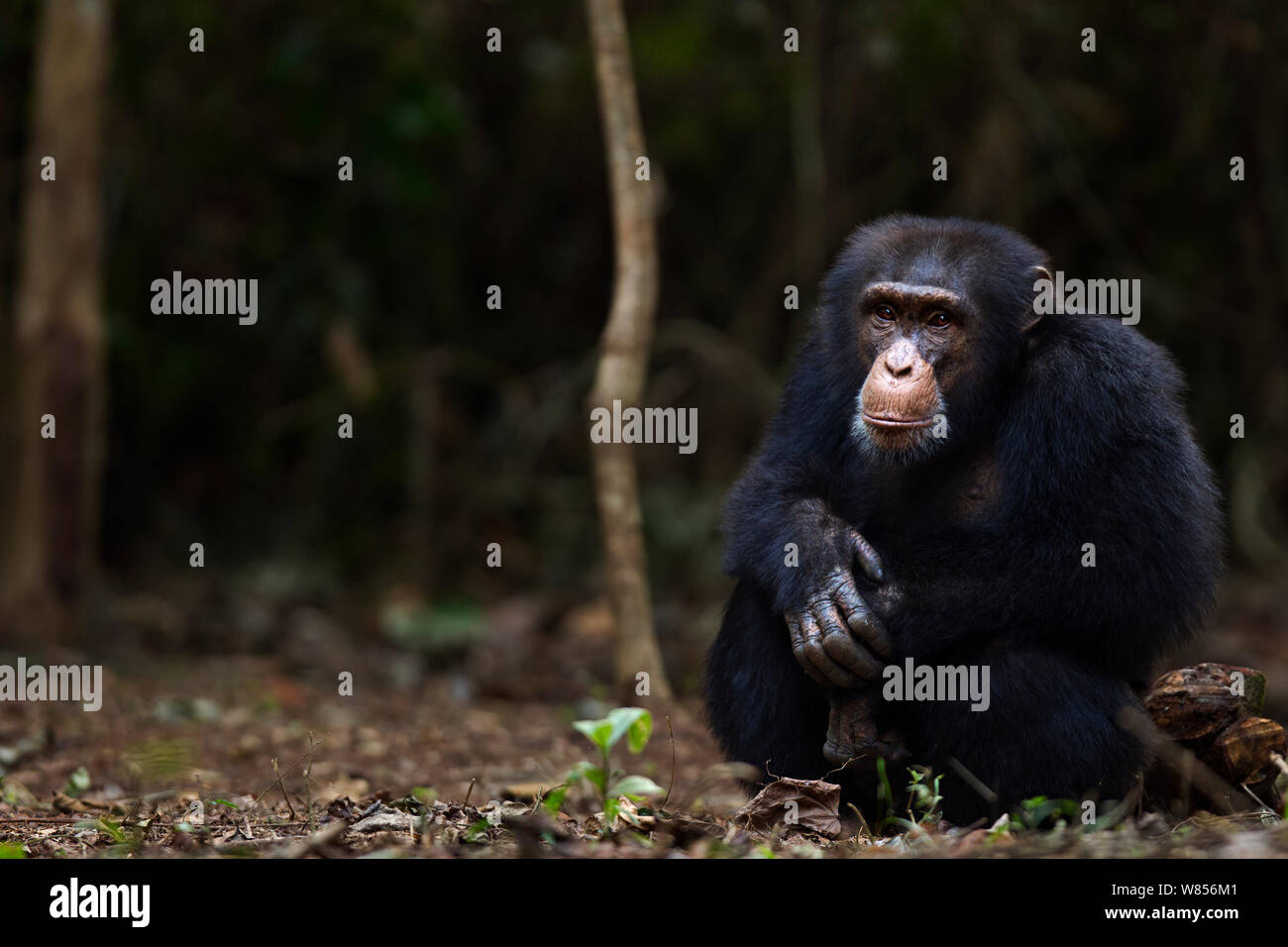 Western Schimpanse (Pan troglodytes Verus) jungen männlichen 'Jeje" bis zum Alter von 13 Jahren saß Portrait, Bossou Wald, Mont Nimba, Guinea. Januar 2011. Stockfoto