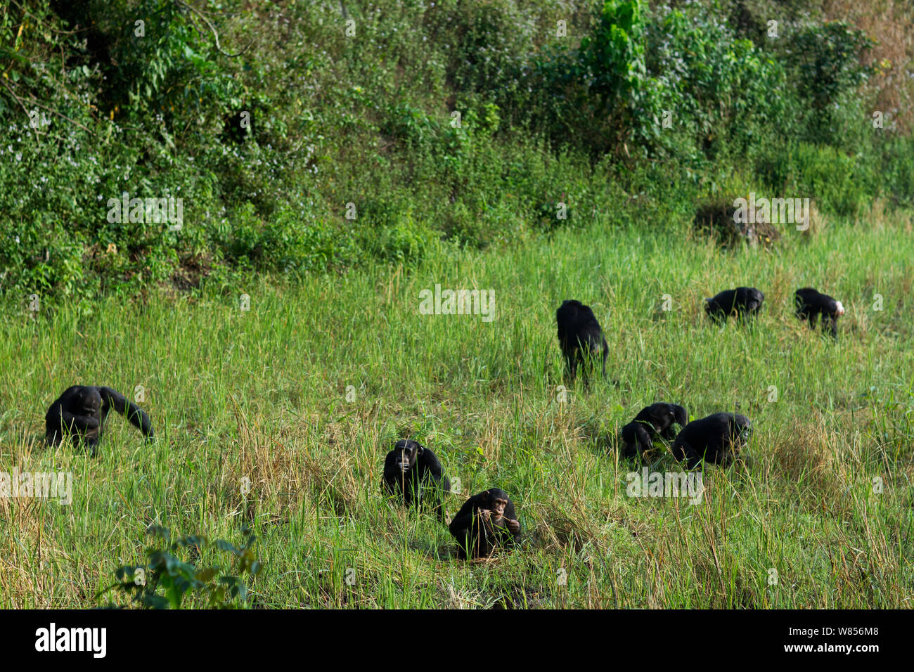 Western Schimpanse (Pan troglodytes Verus) Gruppe Fütterung im Reisfeld, Bossou Wald, Mont Nimba, Guinea. Januar 2011. Stockfoto