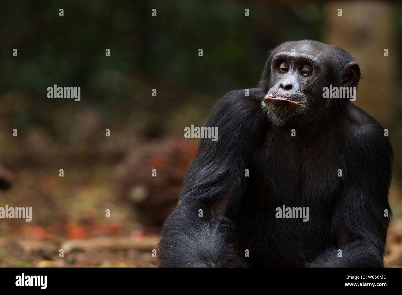 Western Schimpanse (Pan troglodytes Verus) jungen männlichen 'Peley' im Alter von 12 Jahren saß Portrait, Bossou Wald, Mont Nimba, Guinea. Januar 2011. Stockfoto