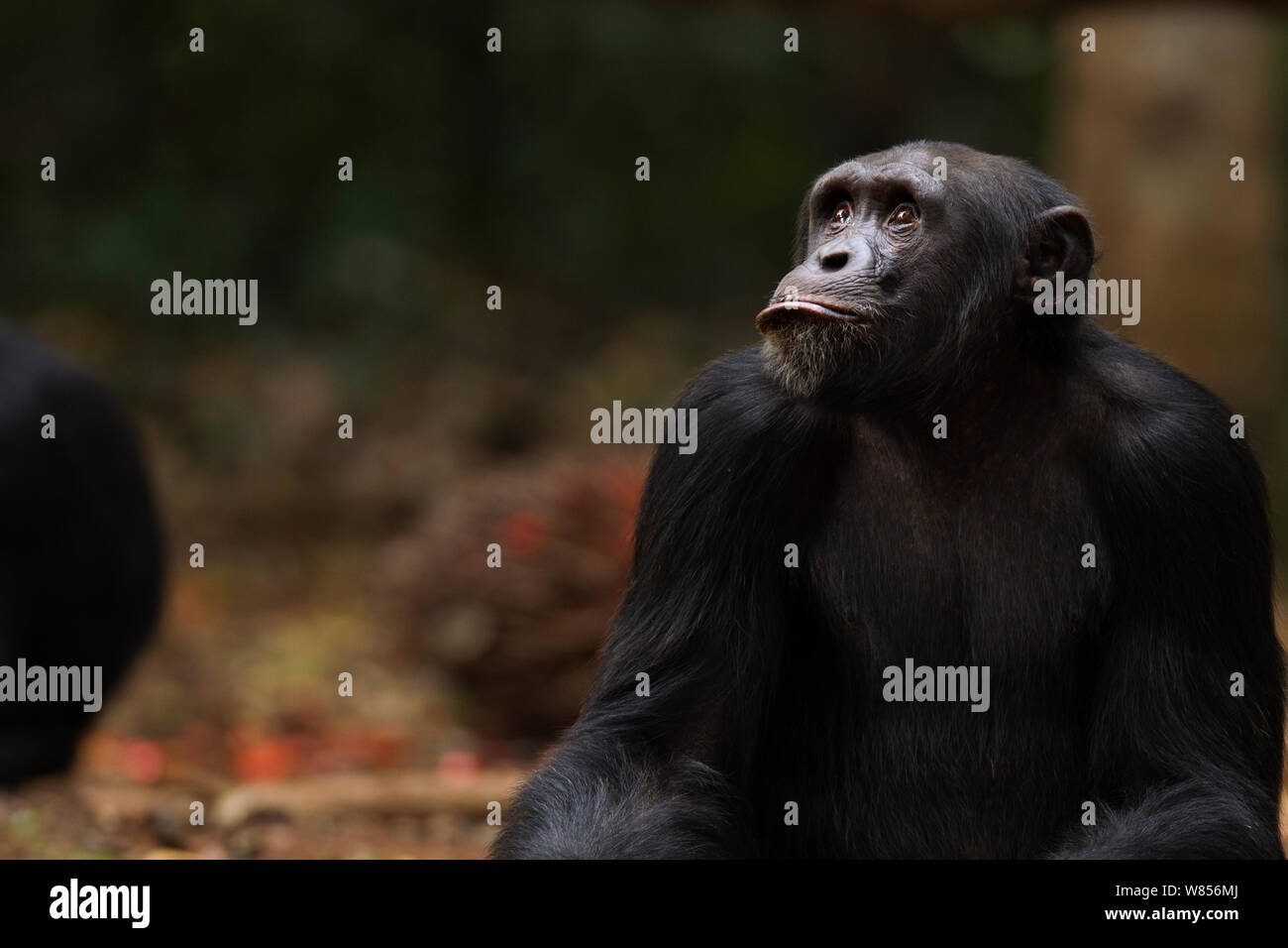 Western Schimpanse (Pan troglodytes Verus) jungen männlichen 'Peley' im Alter von 12 Jahren saß Portrait, Bossou Wald, Mont Nimba, Guinea. Januar 2011. Stockfoto