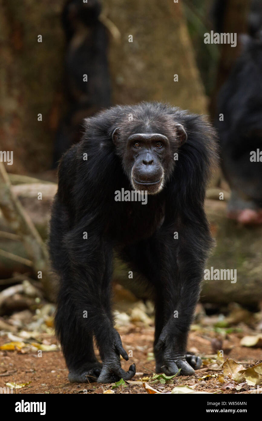 Western Schimpanse (Pan troglodytes Verus) Weibliche 'Yo' im Alter von 49 Jahren zu Fuß durch den Wald, Bossou Wald, Mont Nimba, Guinea. Januar 2011. Stockfoto
