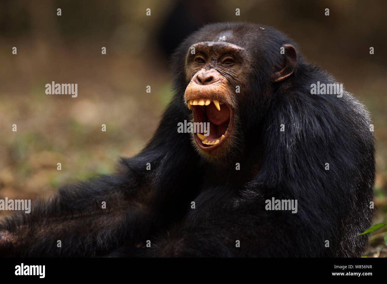 Western Schimpanse (Pan troglodytes Verus) jungen männlichen 'Jeje' ab 13 Jahren gähnen, Bossou Wald, Mont Nimba, Guinea. Januar 2011. Stockfoto
