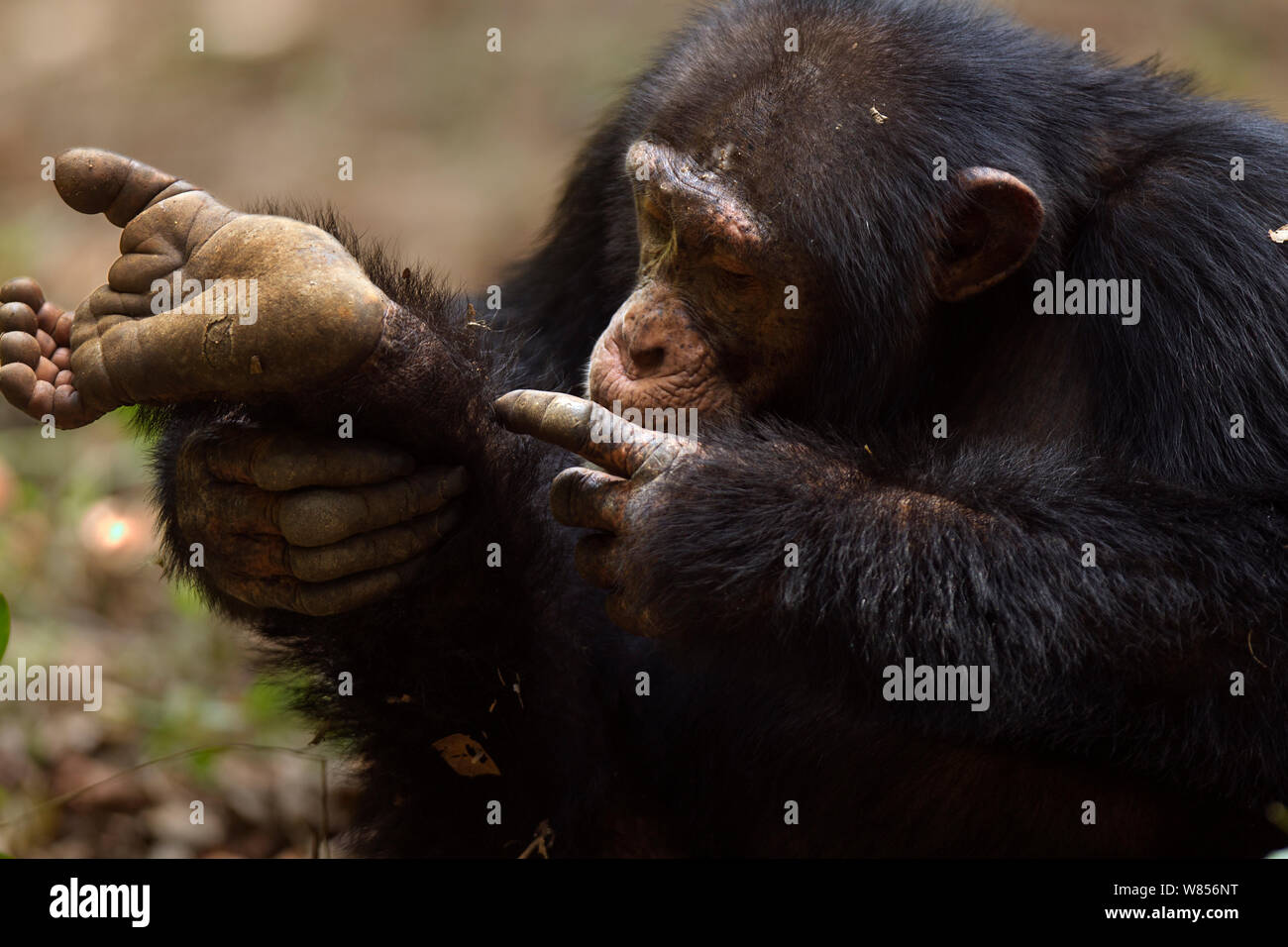 Western Schimpanse (Pan troglodytes Verus) jungen männlichen 'Jeje" bis zum Alter von 13 Jahren selbst - Pflege seinen Fuß, Bossou Wald, Mont Nimba, Guinea. Januar 2011. Stockfoto