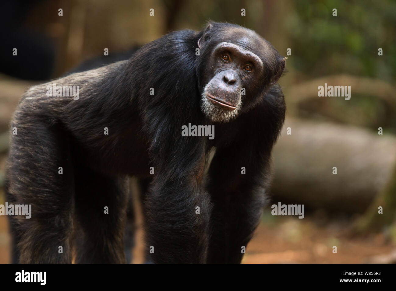 Western Schimpanse (Pan troglodytes Verus) jungen männlichen 'Peley' ab 12 Jahren ständigen Portrait, Bossou Wald, Mont Nimba, Guinea. Januar 2011. Stockfoto