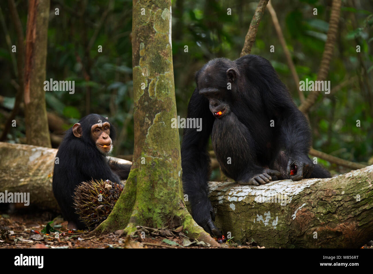 Western Schimpanse (Pan troglodytes Verus) Jugendkriminalität weiblichen "Joya" im Alter von 6 Jahren und jungen männlichen 'Peley' ab 12 Jahren Fütterung auf Palm Nüsse, Bossou Wald, Mont Nimba, Guinea. Dezember 2010. Stockfoto