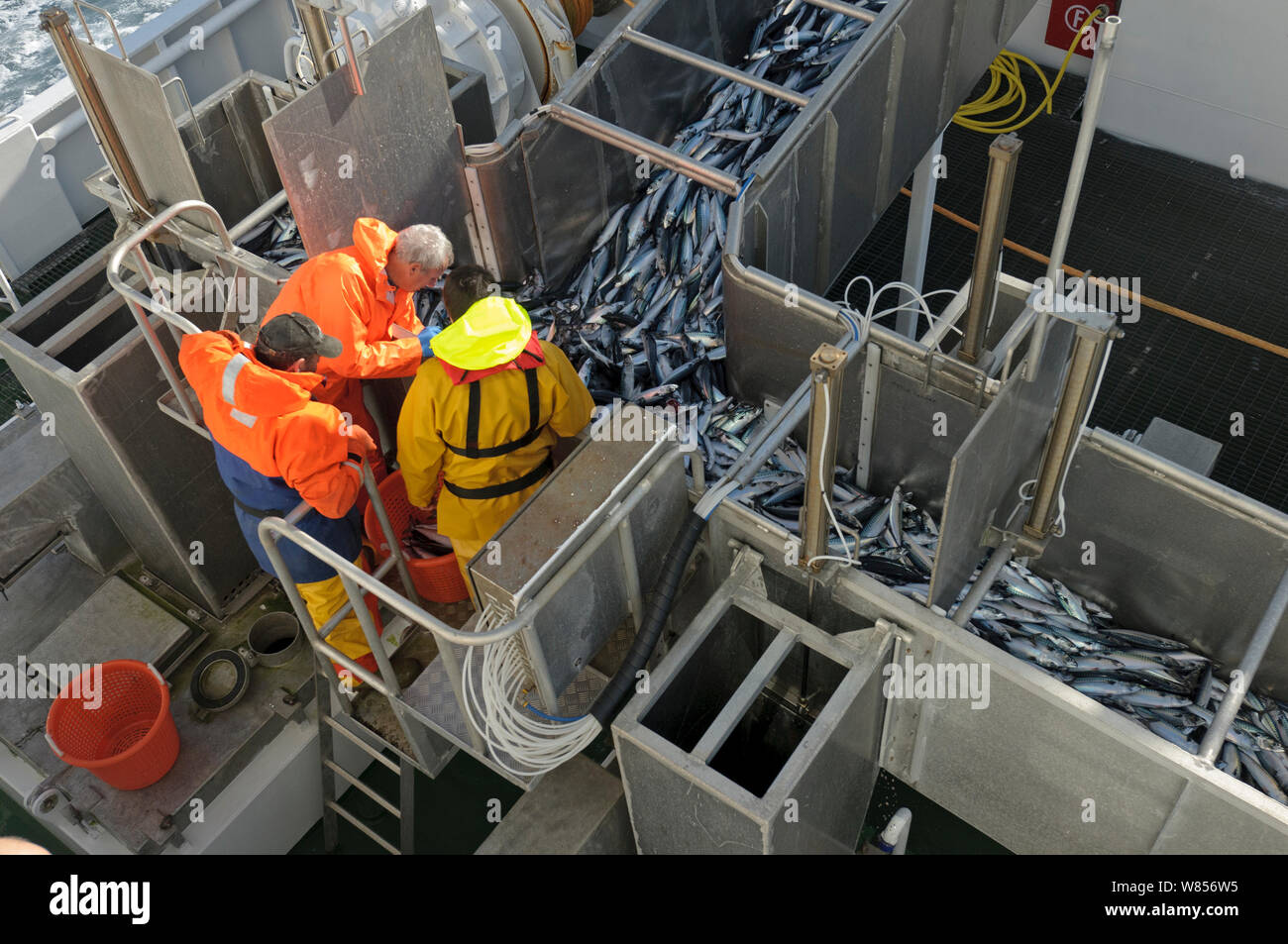 Makrele (Scomber scombrus) in Fisch Separator an Bord Shetland pelagische Trawler "Ausstrahlung", Shetlandinseln, Schottland, Großbritannien, Oktober 2012. Model Released. Stockfoto