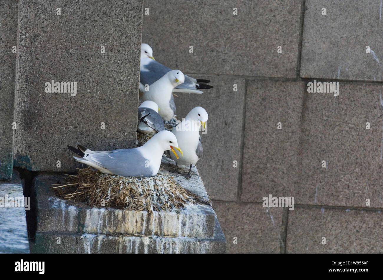 Dreizehenmöwen (Risa tridactyla) auf Nester auf Tyne Bridge, Newcastle Stockfoto