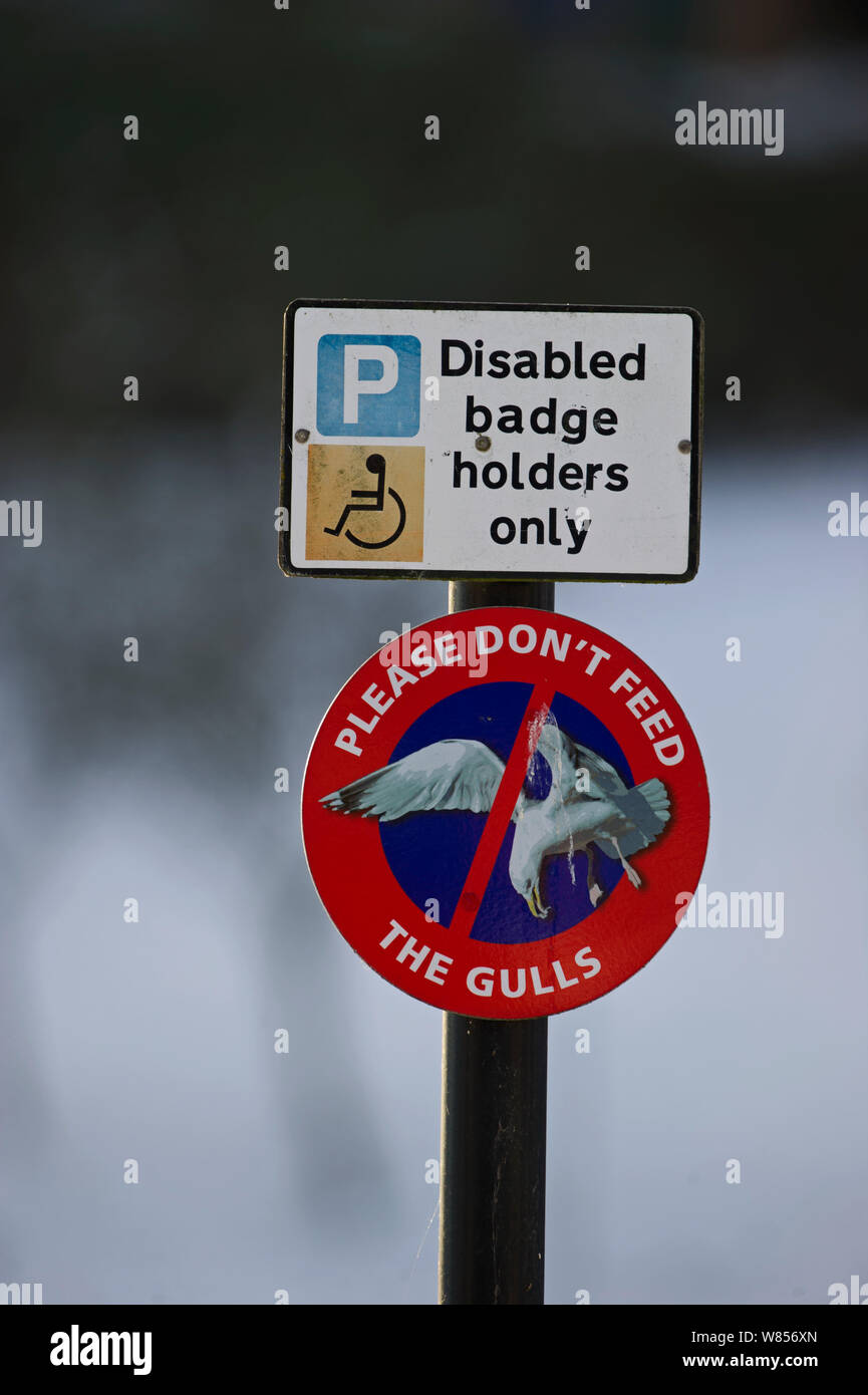 Nicht füttern die Möwen unterzeichnen, mit Behinderten badgeholder nur Zeichen, Dumfries, Schottland, Dezember Stockfoto