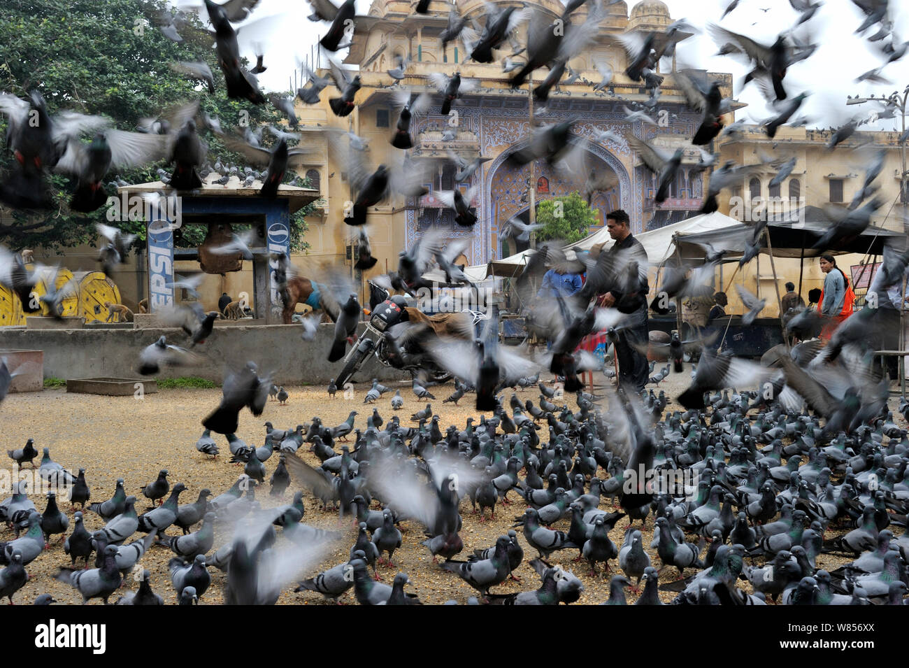 Religiöse Fütterung der Tauben (Columba livia) von Hindus, Jodhpur-stiefeletten aus, Indien Stockfoto