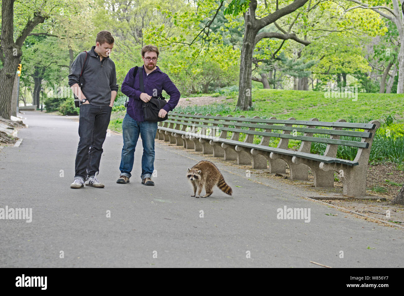 Nordamerikanischer Waschbär (Procyon Lotor) von zwei Männern im Central Park, New York City, USA, Mai beobachtet Stockfoto