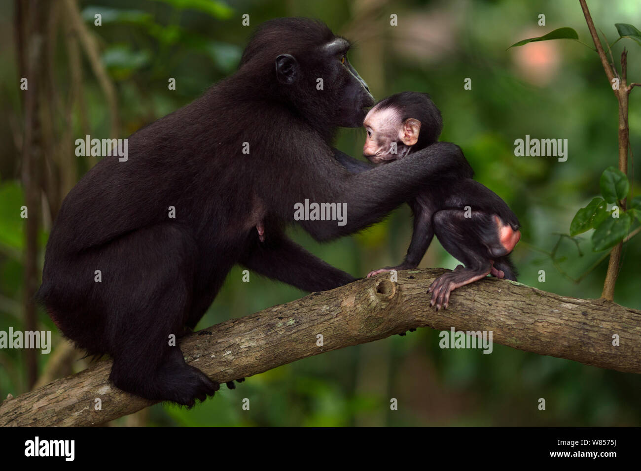 Celebes/Schwarz crested Makaken (Macaca nigra) Weibliche sammeln, um ihr Baby zu bewegen, Tangkoko National Park, Sulawesi, Indonesien. Stockfoto