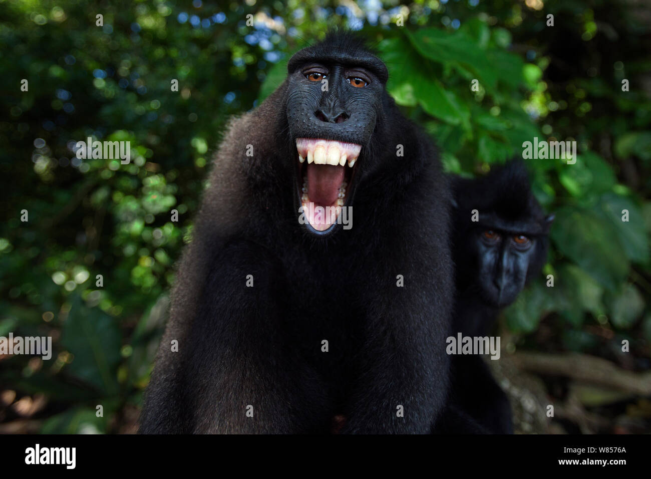 Celebes/Schwarz crested Makaken (Macaca nigra) Sub-männlichen Erwachsenen die Bedrohung Geste, wahrscheinlich gegen die Reflexion in der Kameralinse, Tangkoko National Park, Sulawesi, Indonesien. Stockfoto