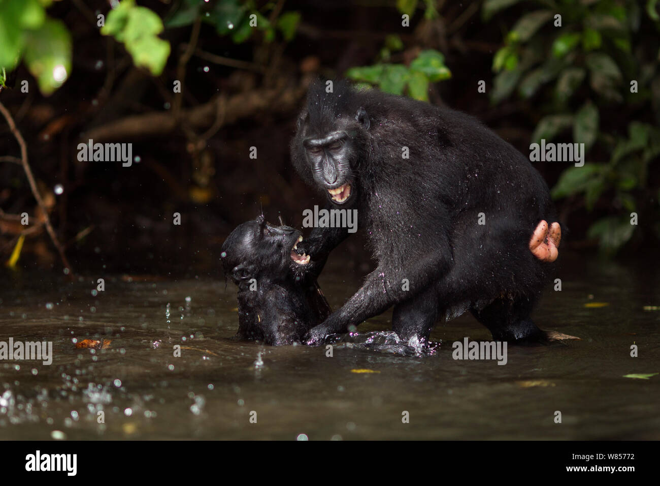 Celebes/Schwarz crested Makaken (Macaca nigra) spielen im Fluss, Tangkoko National Park, Sulawesi, Indonesien. Stockfoto