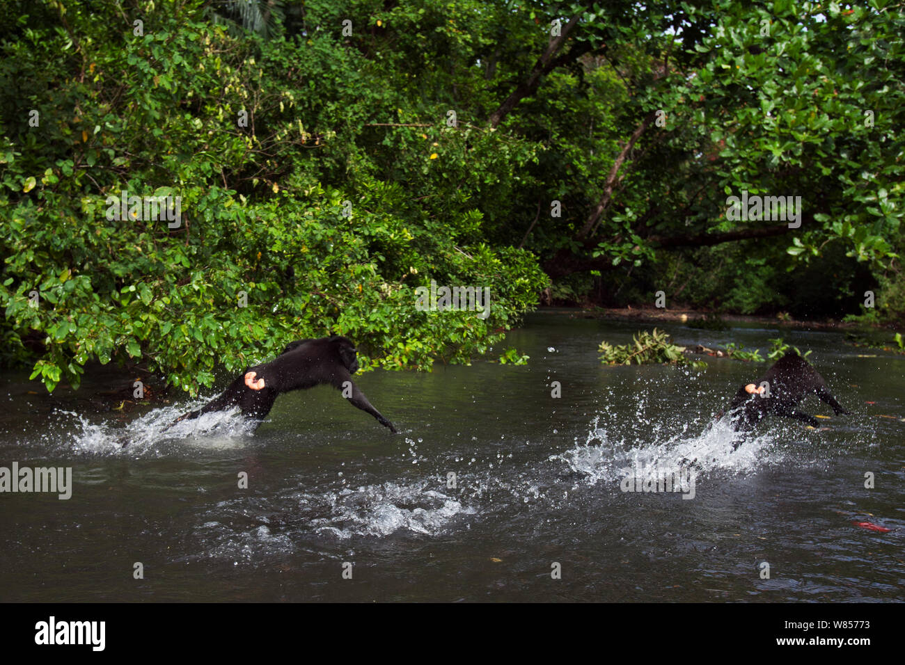 Celebes/Schwarz crested Makaken (Macaca nigra) spielen im Fluss, Tangkoko National Park, Sulawesi, Indonesien. Stockfoto