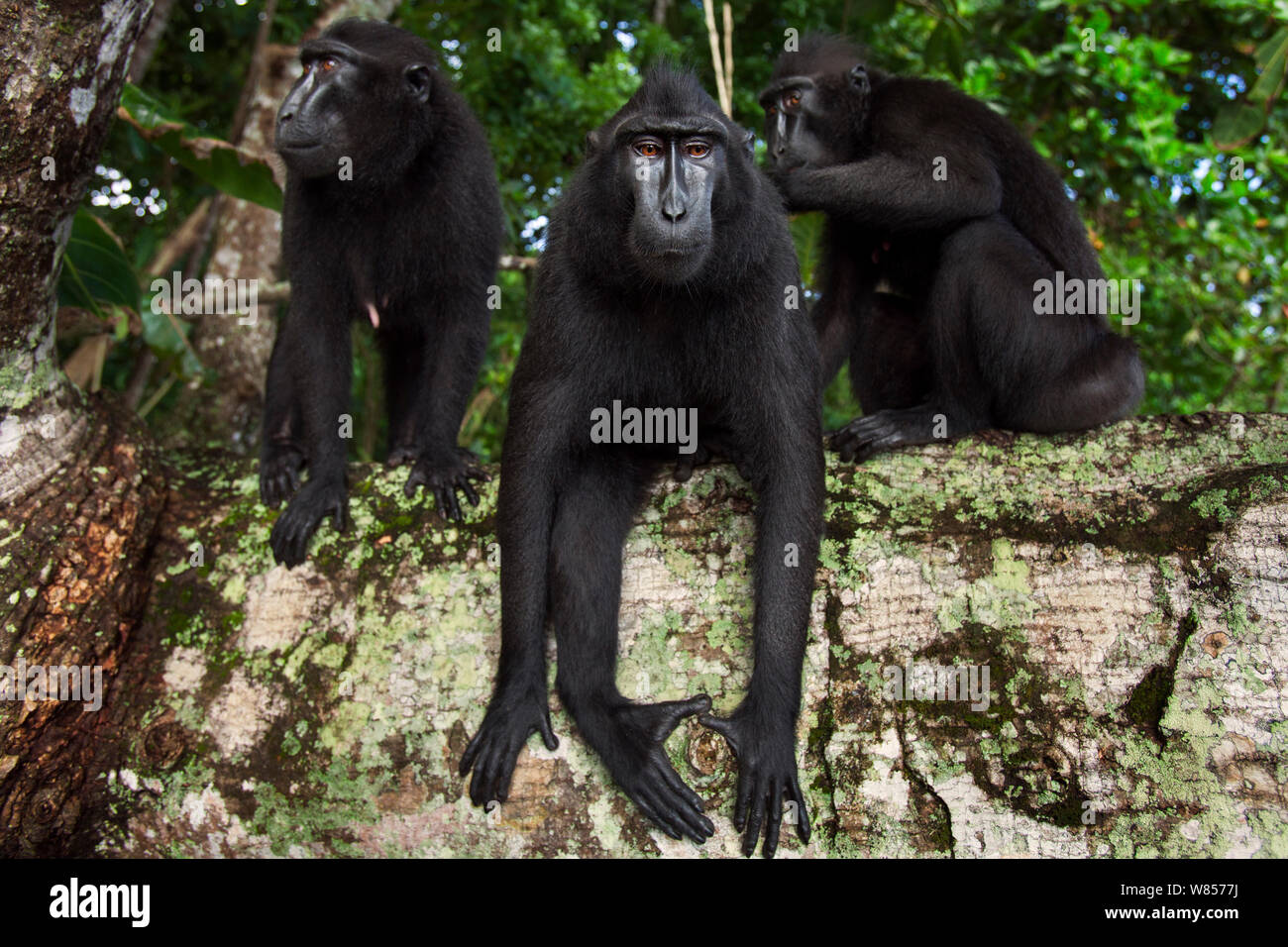 Celebes/Schwarz crested Makaken (Macaca nigra) Gruppe Ruhe und Pflege auf einen umgestürzten Baum, Tangkoko National Park, Sulawesi, Indonesien. Stockfoto