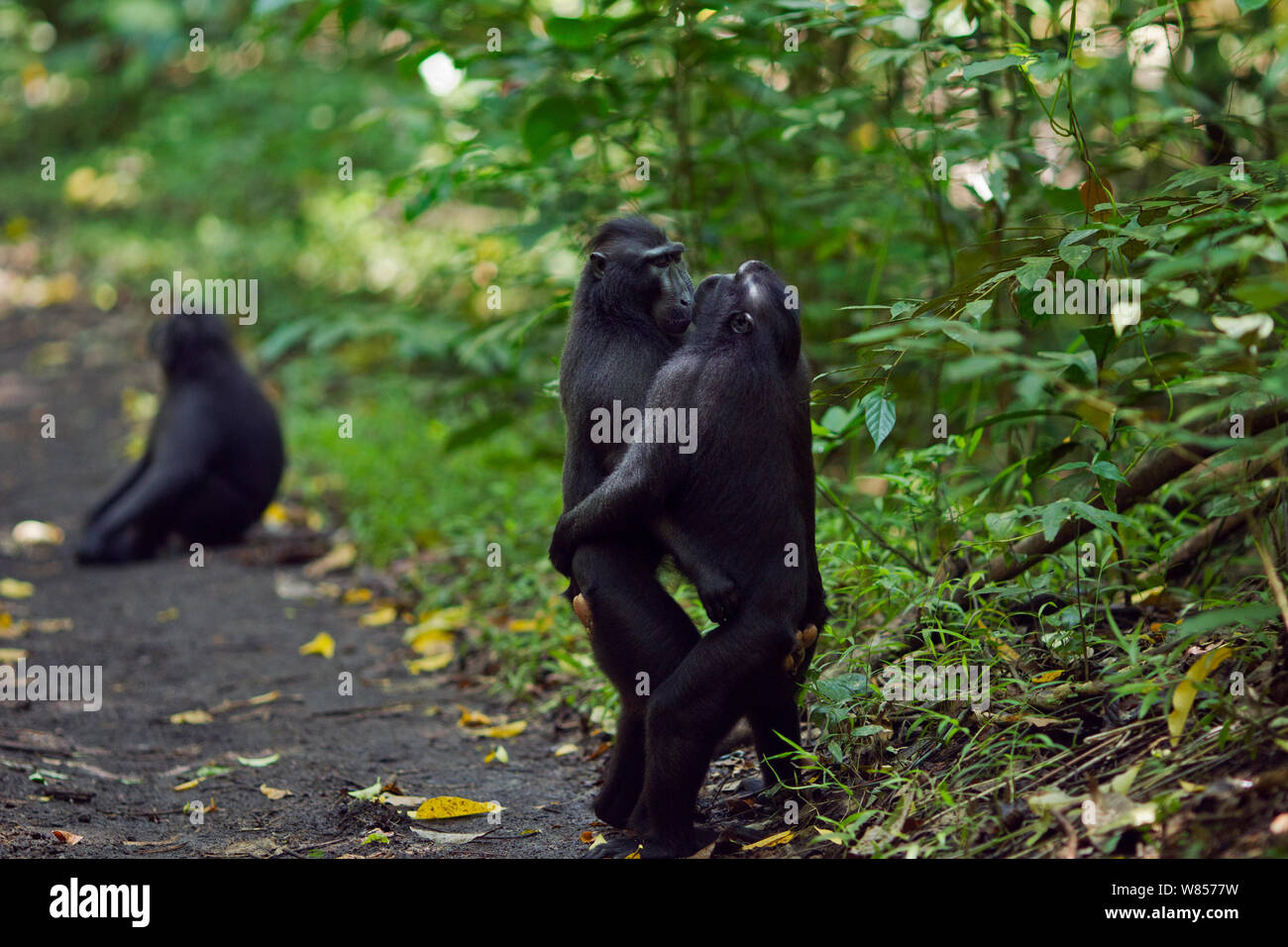 Celebes/Schwarz crested Makaken (Macaca nigra) Männer von den rivalisierenden Gruppen Begrüßung durch ständigen und umarmen, Tangkoko National Park, Sulawesi, Indonesien. Stockfoto