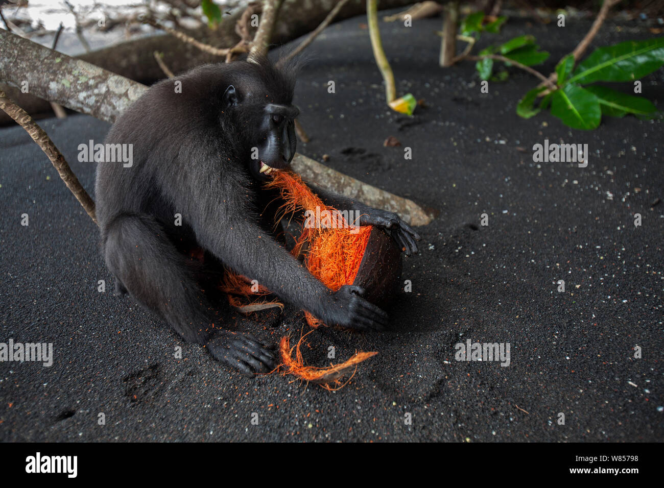 Celebes/Schwarz crested Makaken (Macaca nigra) Sub-männlichen Erwachsenen, die versuchen, eine Kokosnuss am Strand zu öffnen, Tangkoko National Park, Sulawesi, Indonesien. Stockfoto