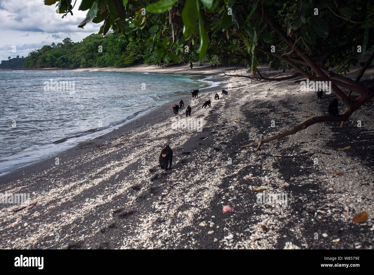 Celebes/Schwarz crested Makaken (Macaca nigra) Kampf auf einem Strand, Tangkoko National Park, Sulawesi, Indonesien. Stockfoto