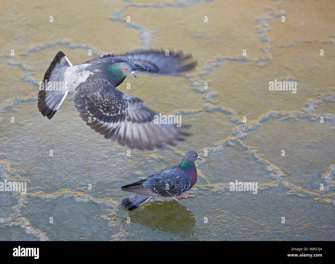 Wilde Taube (Columba livia) Fliegen über Eis, Helsinki, Finnland, Februar Stockfoto