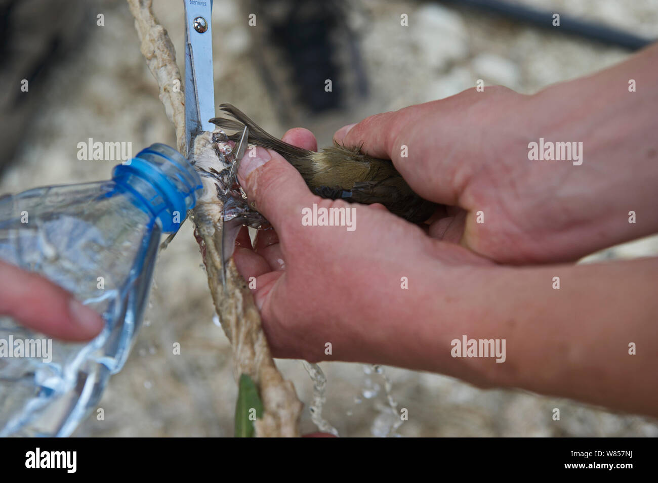 Mönchsgrasmücke (Sylvia atricapilla) von limestick, indem sie Wasser Kalk löslicher Zypern, September 2011 entlassen wird. Stockfoto