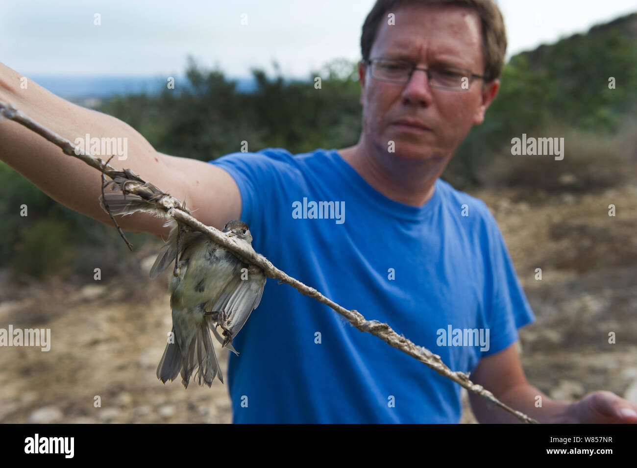 Martin Hellicar von Birdlife Zypern, eine limestrick mit eingeschlossen Mönchsgrasmücke Zypern, September 2011 Stockfoto