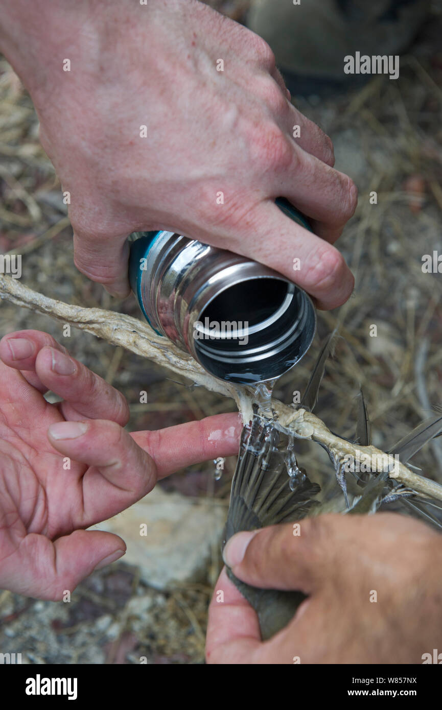 Mönchsgrasmücke (Sylvia atricapilla) von limestick, indem sie Wasser Kalk löslicher Zypern, September 2011 entlassen wird. Stockfoto