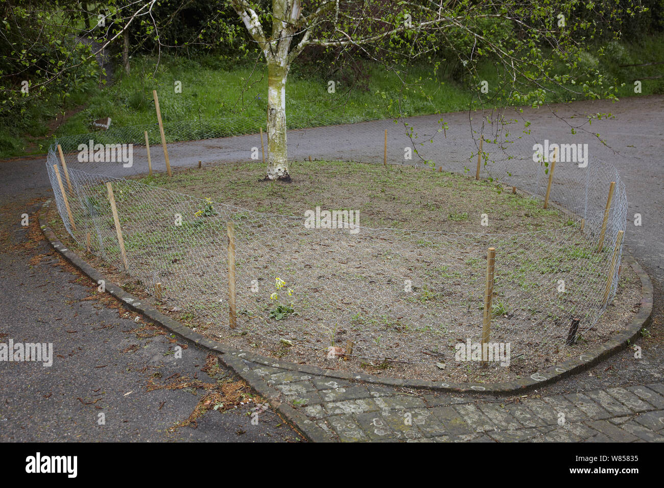 Experimentelle wildflower Grenze, in der die oberen 6 cm vom Boden entfernt und mit sharpsand, England, UK, Mai 2012 ersetzt. Sequenz Bild 1/2 Stockfoto