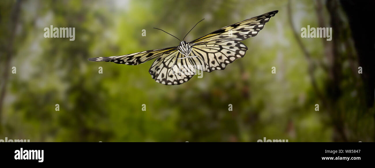 Baum Nymphe (Idee marabarica) im Flug, kontrollierten Bedingungen, von Indonesien Stockfoto