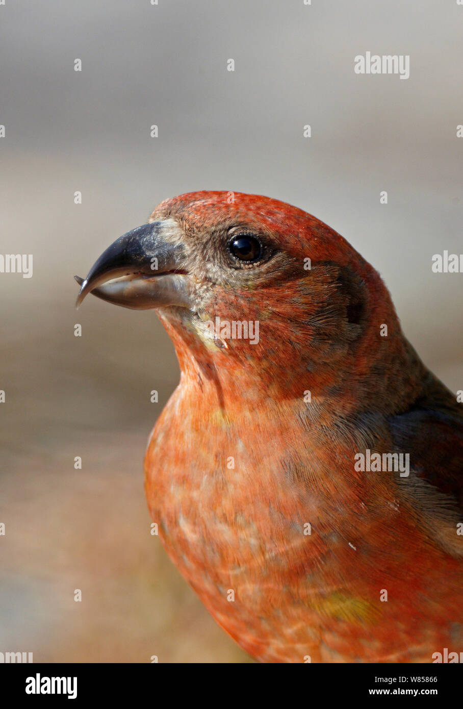 Gemeinsame Gegenwechsel (Loxia curvirostra) Porträt, Uto, Finnland, Juni Stockfoto