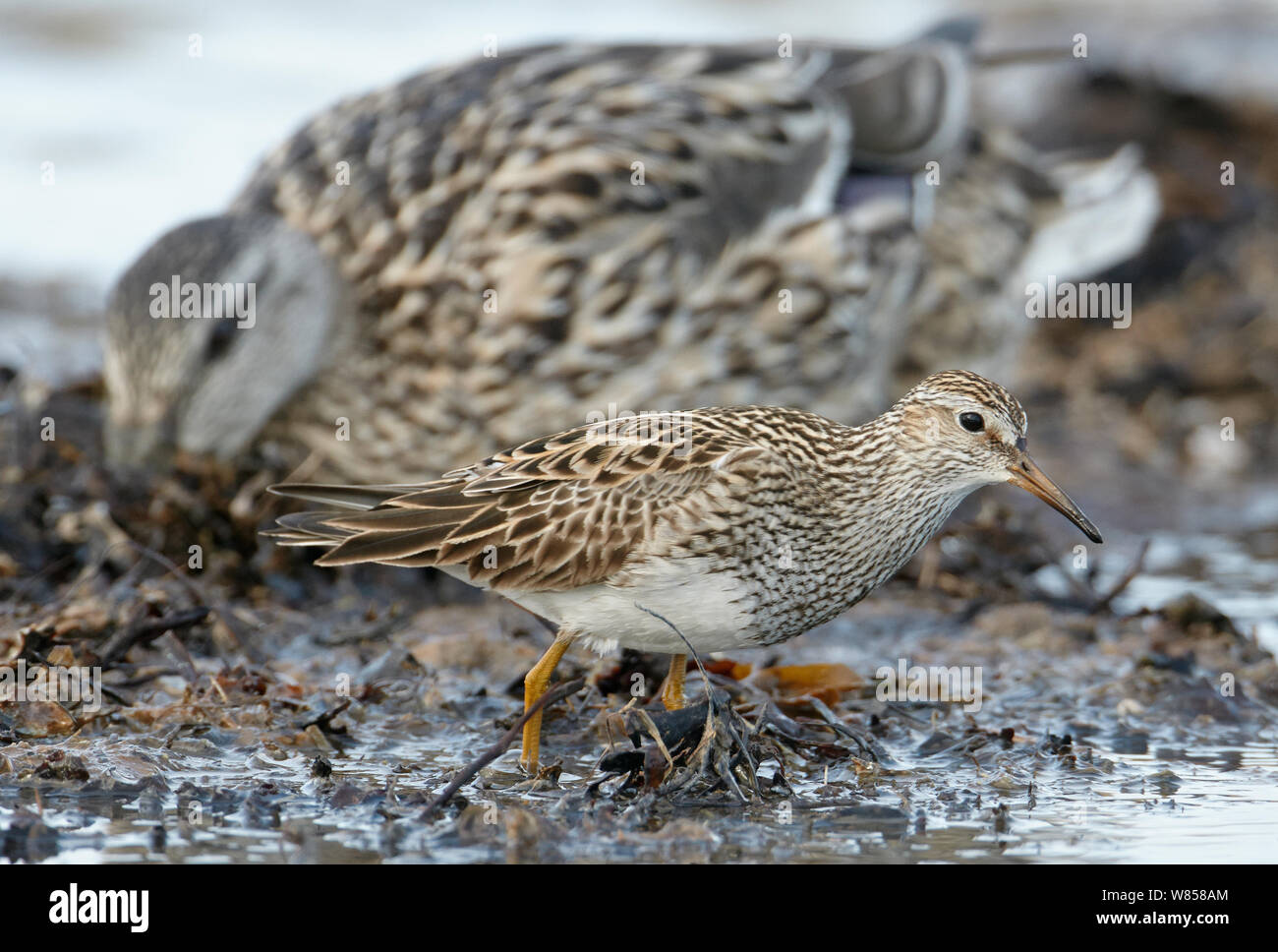 Pektorale Sandpiper (Calidris melanotos) vorbei gehen. Weibliche Stockente (Anas platyrhynchos) weibliche Uto, Finnland, Juni Stockfoto