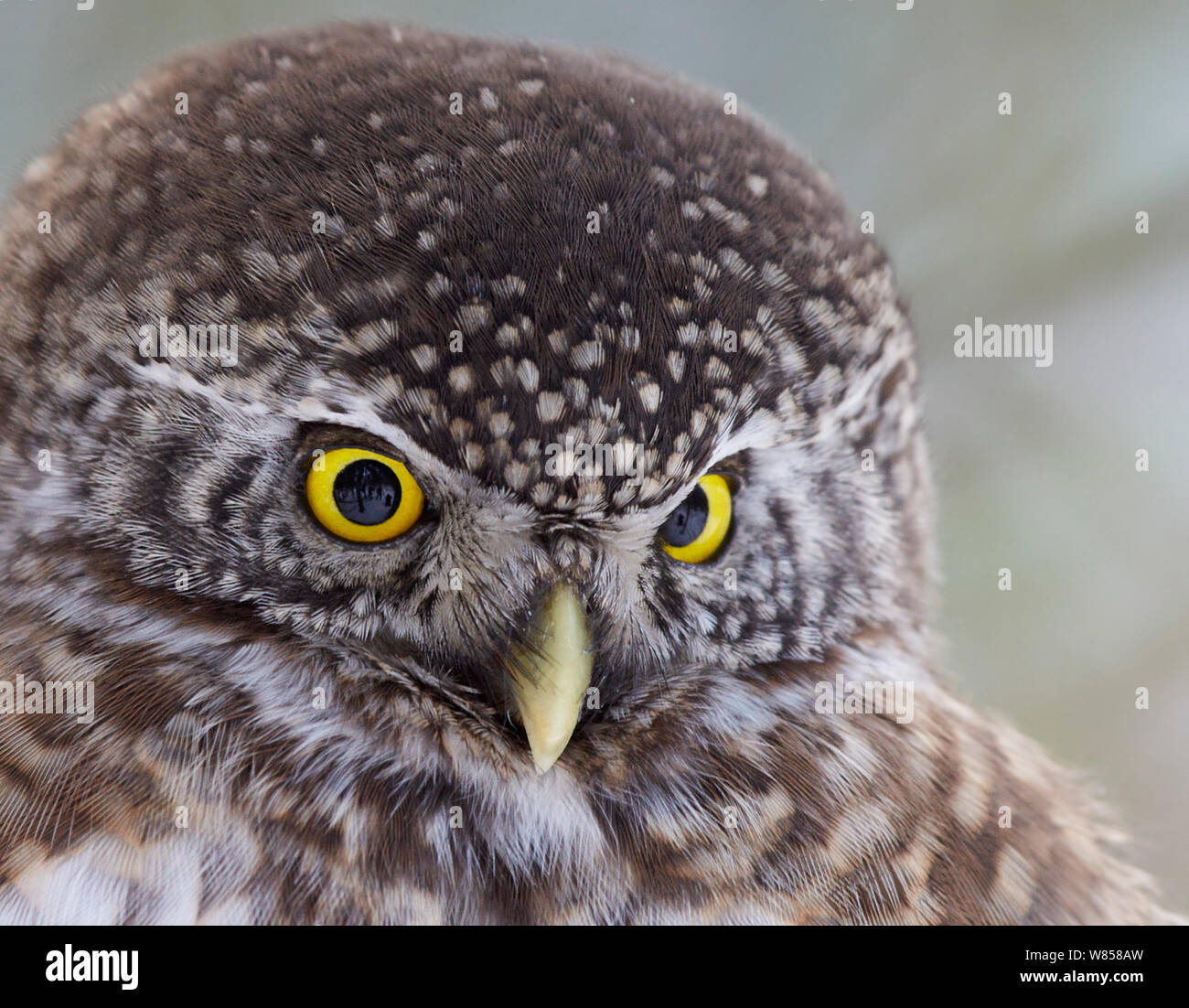 Sperlingskauz (glaucidium passerinum) Kopf hoch, Helsinki, Finnland, Januar Stockfoto