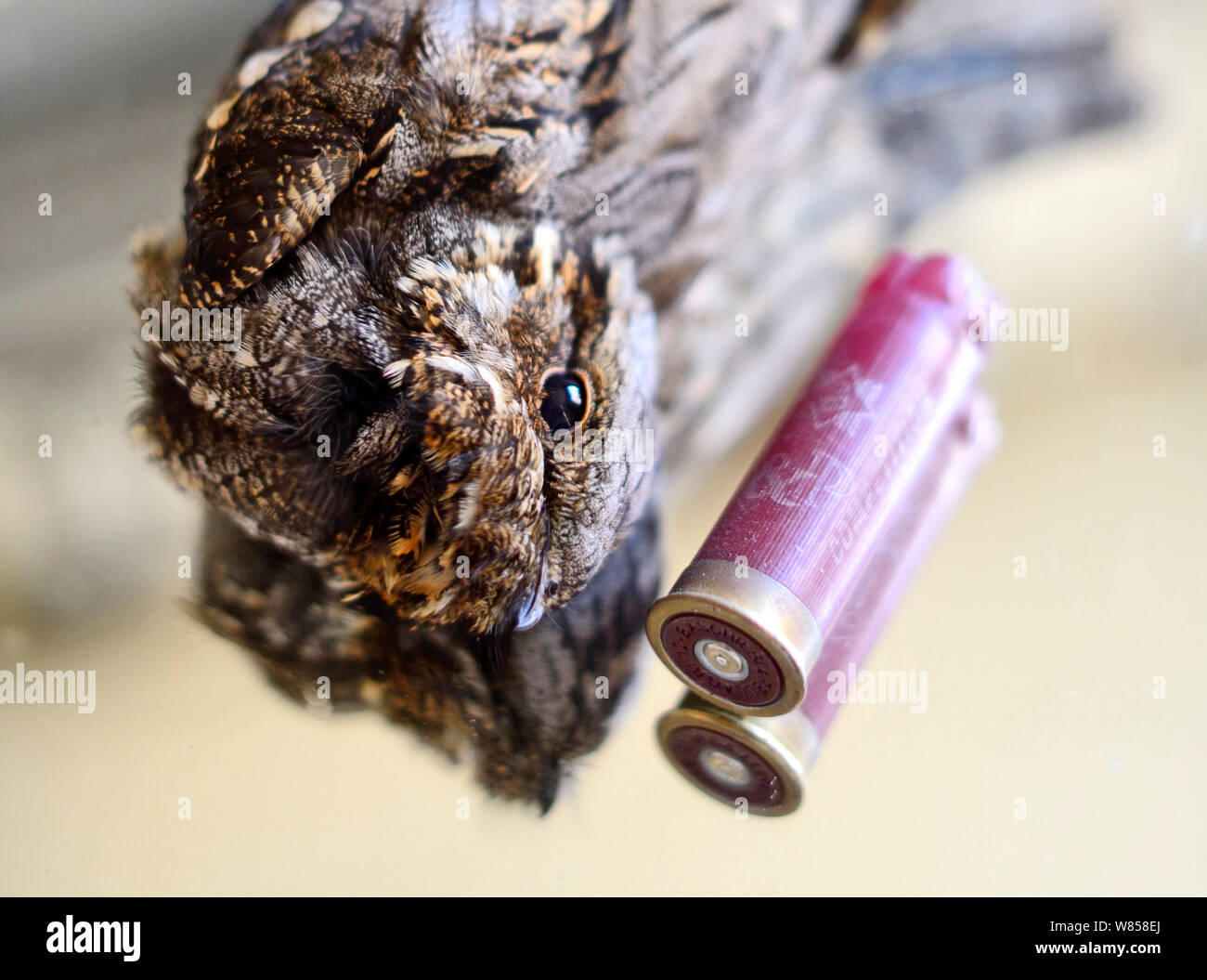 (Nightjar Caprimulgus europaeus) illegal geschossen, Malta neben Gewehr Patrone, während BirdLife Malta Springwatch Camp, Malta, April 2013 Stockfoto