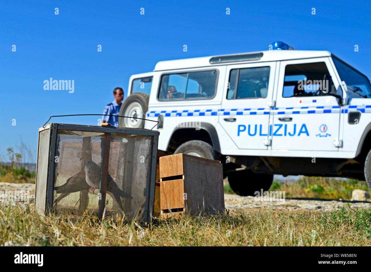 Turteltauben (Streptopelia turtur) und Trapping Ausrüstung von ALE Polizei während BirdLife Malta Springwatch Camp, Malta, April 2013 beschlagnahmt Stockfoto