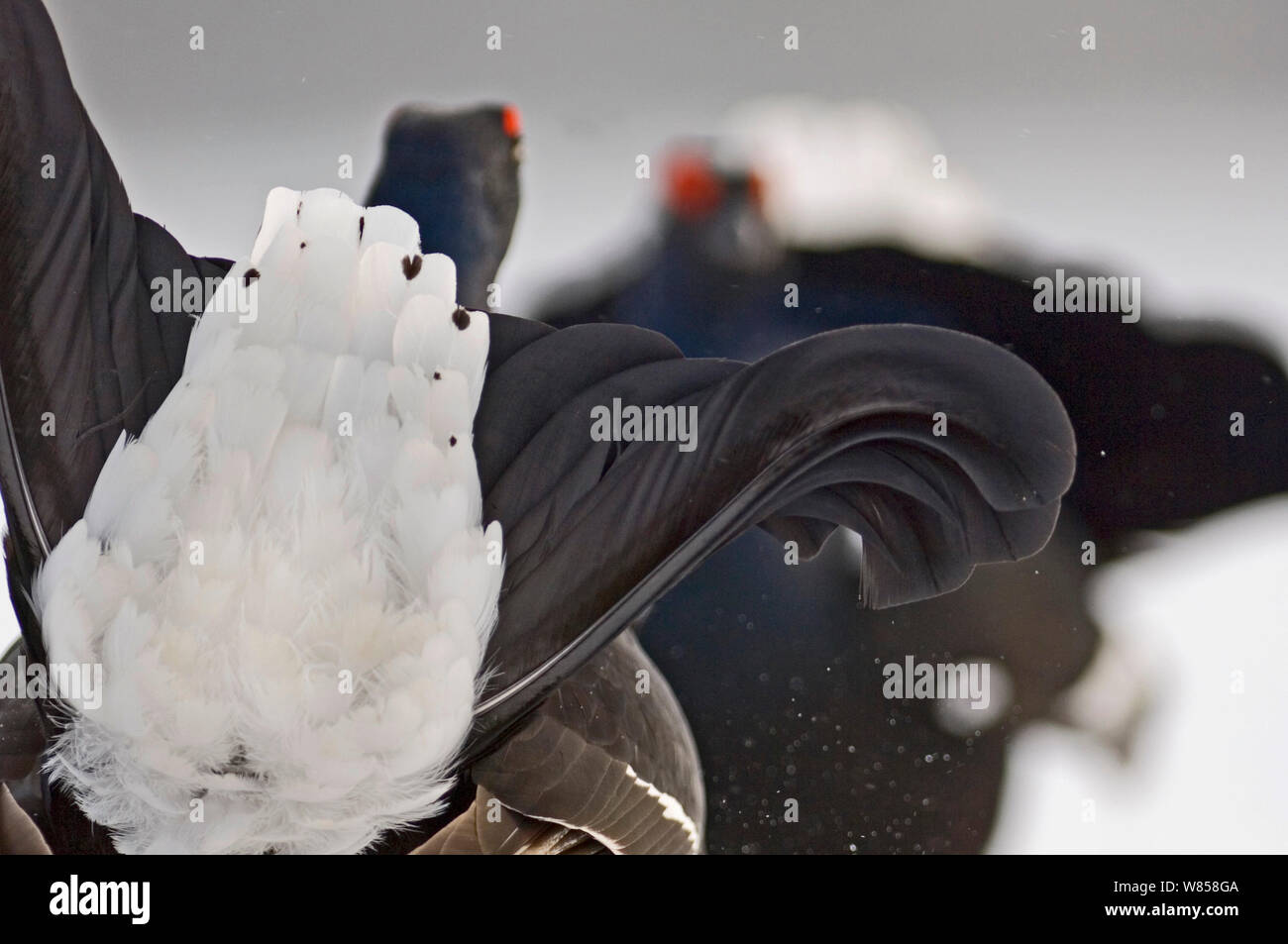 Birkhuhn (Tetrao tetrix) Männer bei Lek, Finnland kämpfen, April Stockfoto