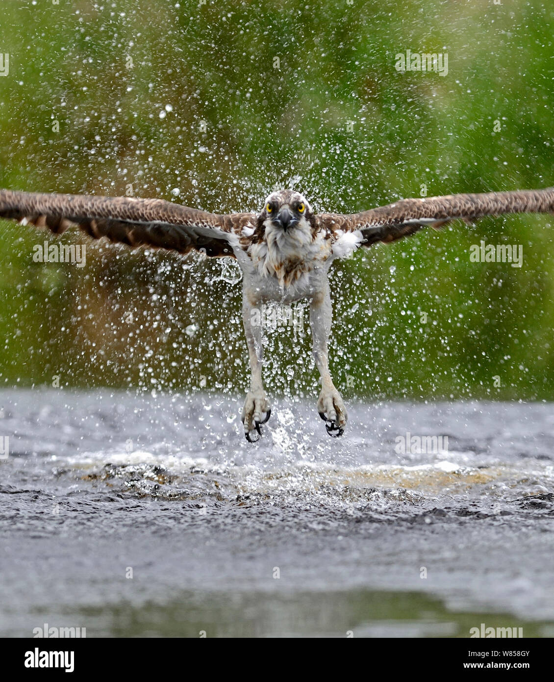 Fischadler (Pandion haliatus) Angeln, inverdruie Fischzucht, Highlands, Schottland, Juli Stockfoto