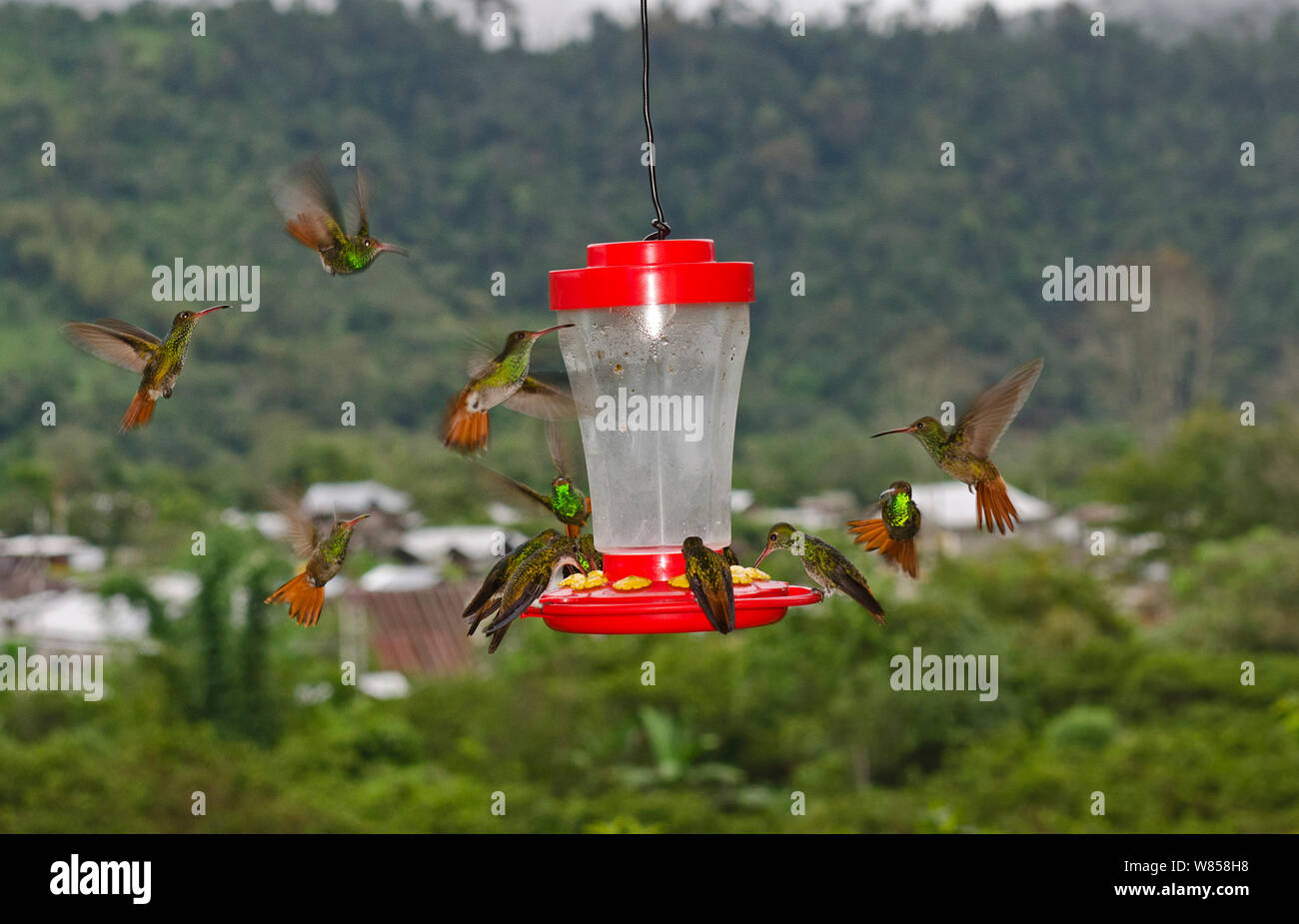 Rufous-tailed Kolibris (Amazilia tzacatl) Schärmen um Feeder auf Balkon, Mindo, Ecuador Stockfoto