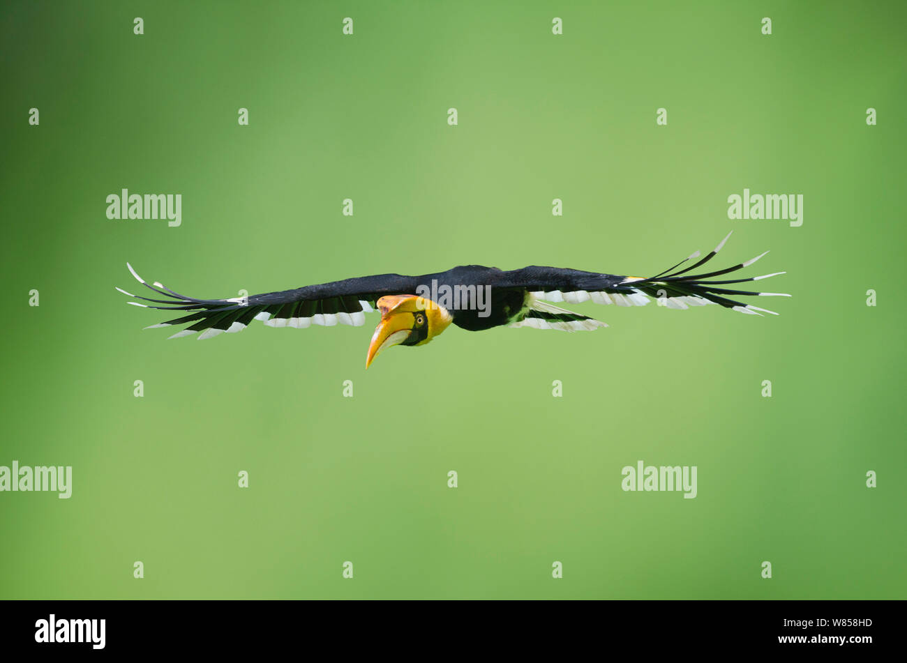 Great Hornbill (Buceros bicornis) im Flug, Malaysia Stockfoto