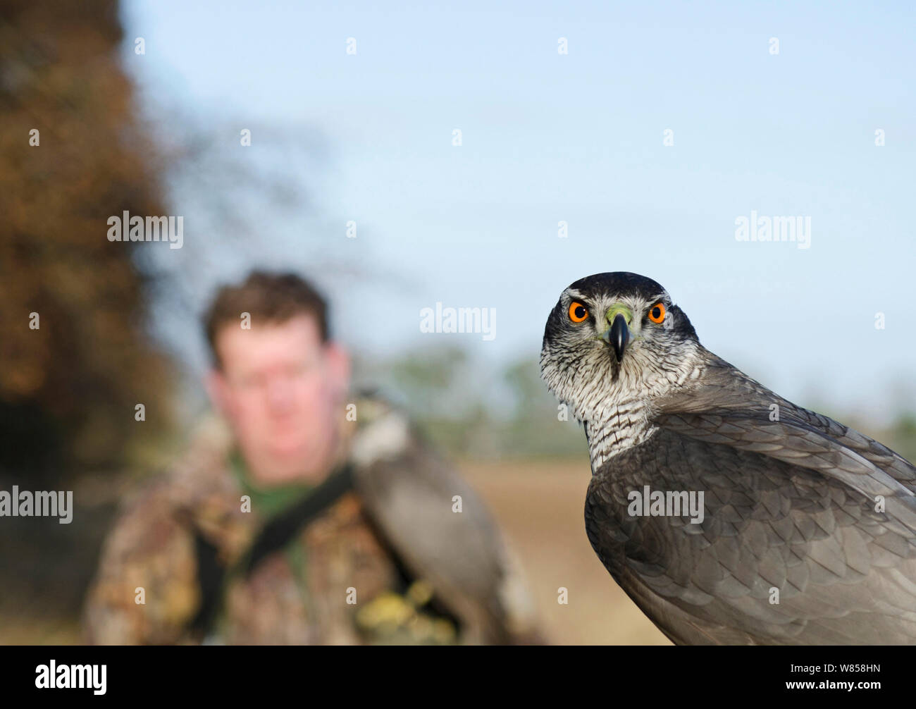 Northern Goshawk (Accipter gentilis) unverlierbaren für die Falknerei, Norfolk, winter Stockfoto