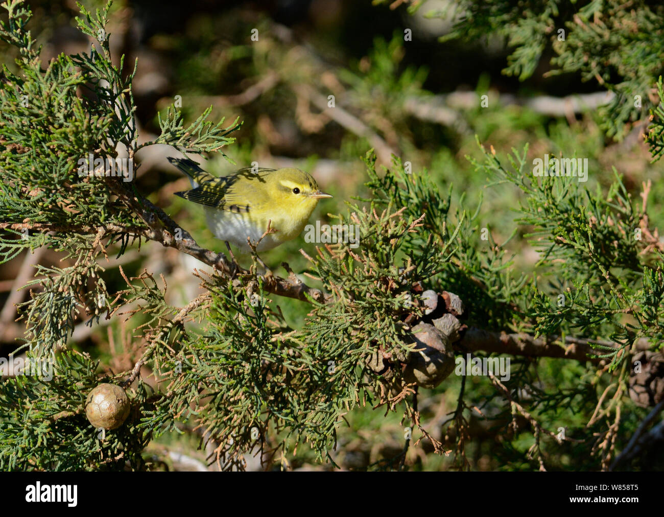 Holz Laubsänger (Phylloscopus sibilatrix) Migranten während BirdLife Malta Springwatch Camp, Malta, April 2013 Stockfoto