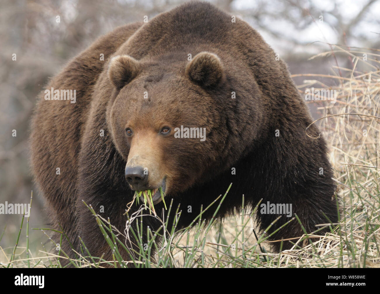 Große männliche Kamtschatka Braunbär (Ursus arctos) beringianus Fütterung bei Evergreen Schachtelhalm Gras. Kronotsky Zapovednik Nature Reserve, Kamtschatka, Russischen Fernen Osten, Mai. Stockfoto