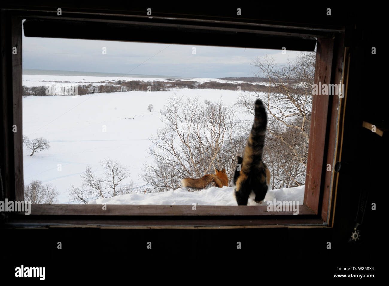 Katze (Felis cattus) jagen Red Fox (Vulpes vulpes) von Ranger Cabin. Kronotsky Zapovednik Nature Reserve, Kamtschatka, Russischen Fernen Osten, Februar. Stockfoto