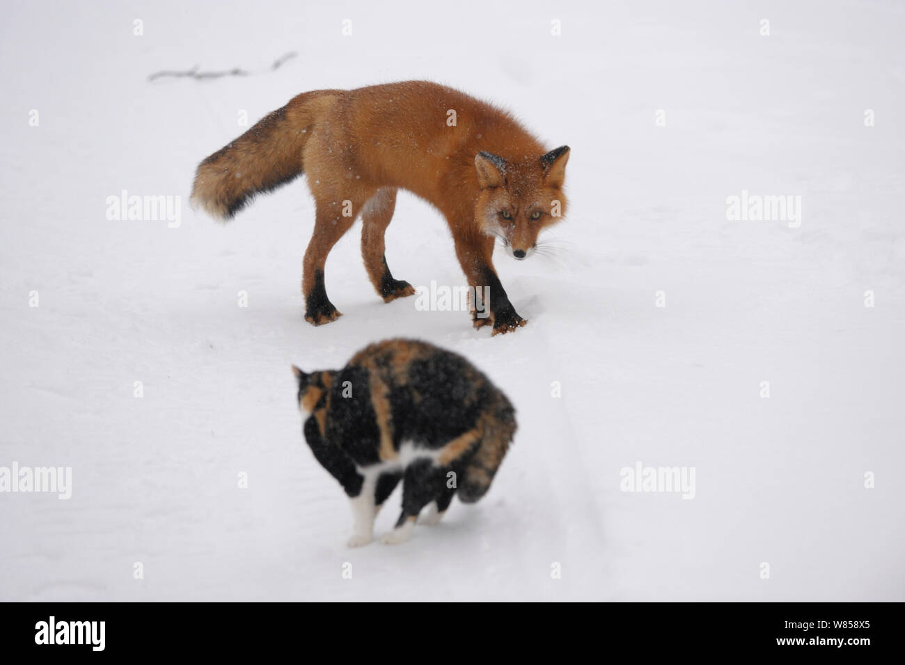 Red Fox (Vulpes vulpes) und Hauskatze (Felis cattus) Stand-off. Kronotsky Zapovednik Nature Reserve, Kamtschatka, Russischen Fernen Osten, Februar. Stockfoto