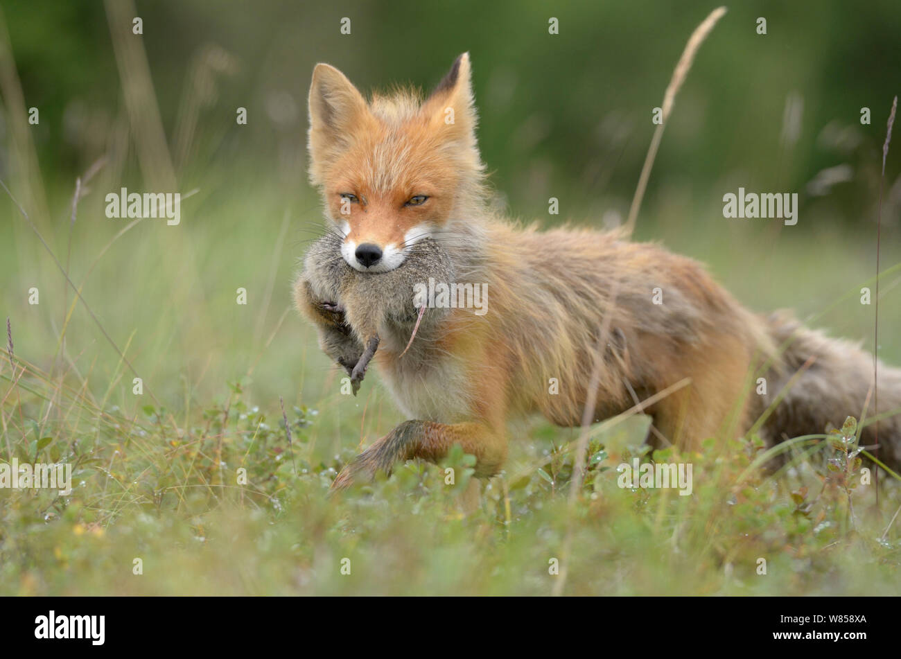 Red Fox (Vulpes vulpes) mit Erdhörnchen Beute. Kronotsky Zapovednik Nature Reserve, Kamtschatka, Russischen Fernen Osten, August. Stockfoto