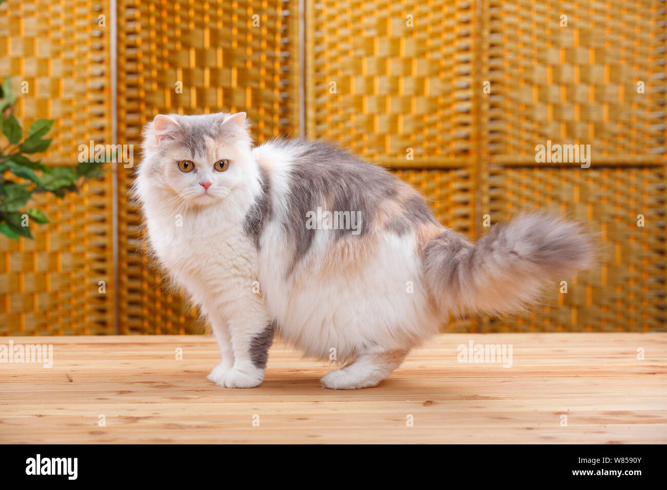 Britisch Langhaar Katze mit blau-creme-weißen Mantel. Stockfoto