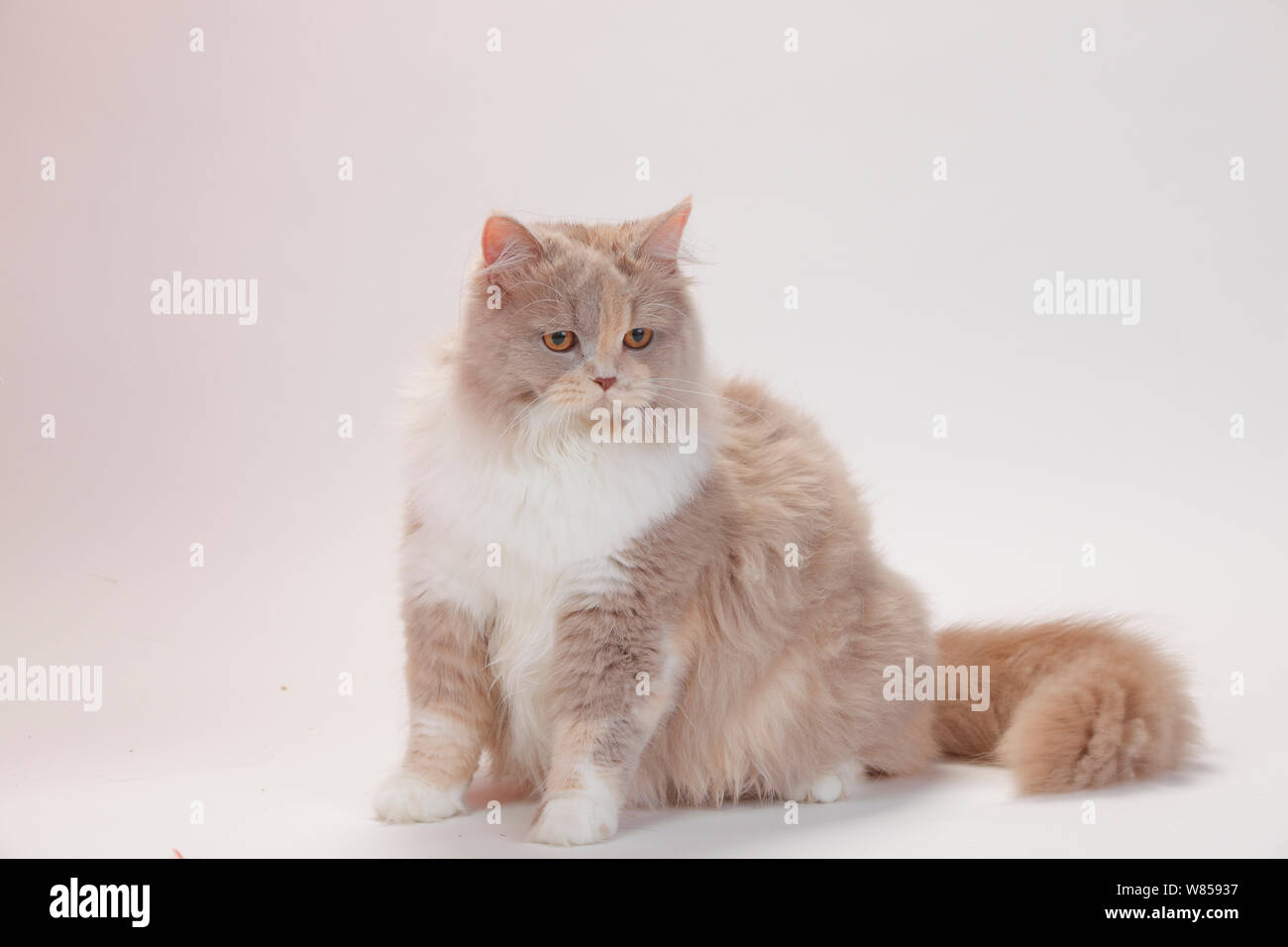 Britisch Langhaar Katze mit lilac-tortie-weißen Mantel, sitzen Stockfoto